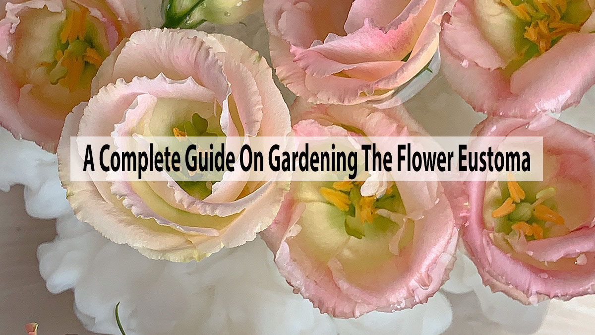 A Complete Guide On Gardening The Flower Eustoma